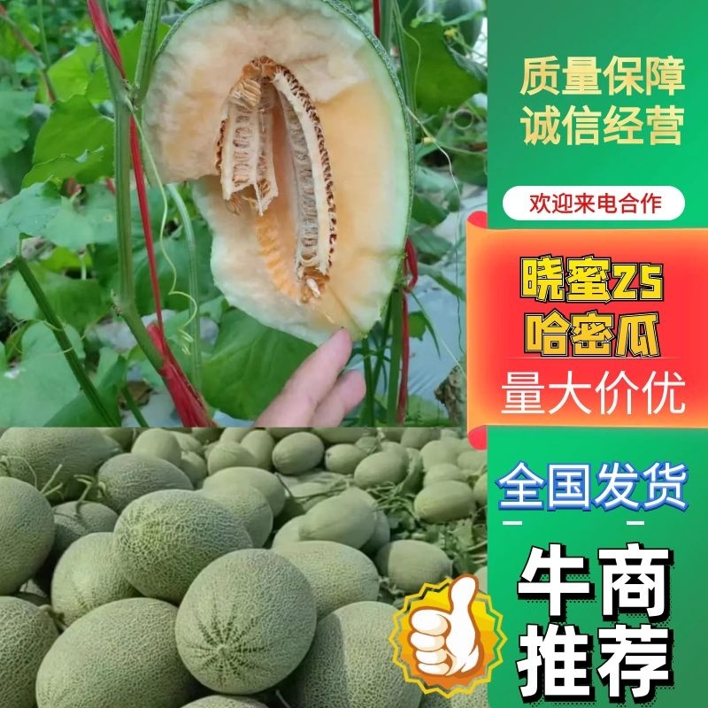 精品海南晓蜜25哈密瓜产地大量上，价优欢迎致电合作