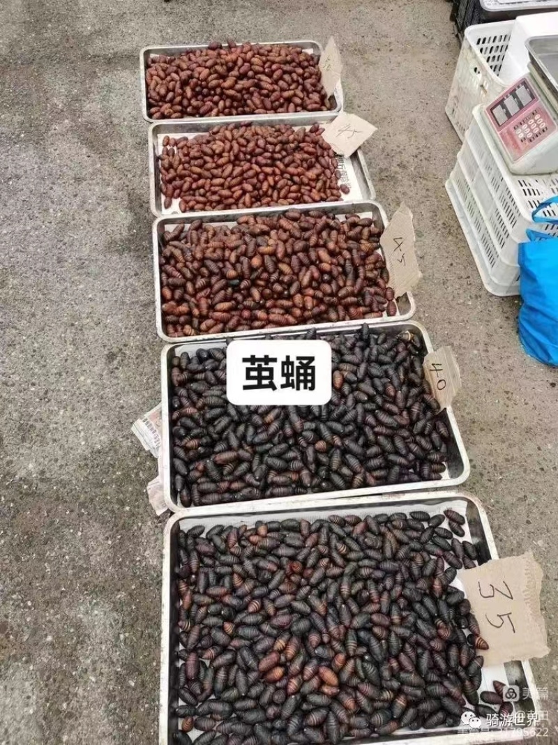 东北优质蚕蛹，大黄蛹大量供应，质量保障，可视频看货欢迎致电