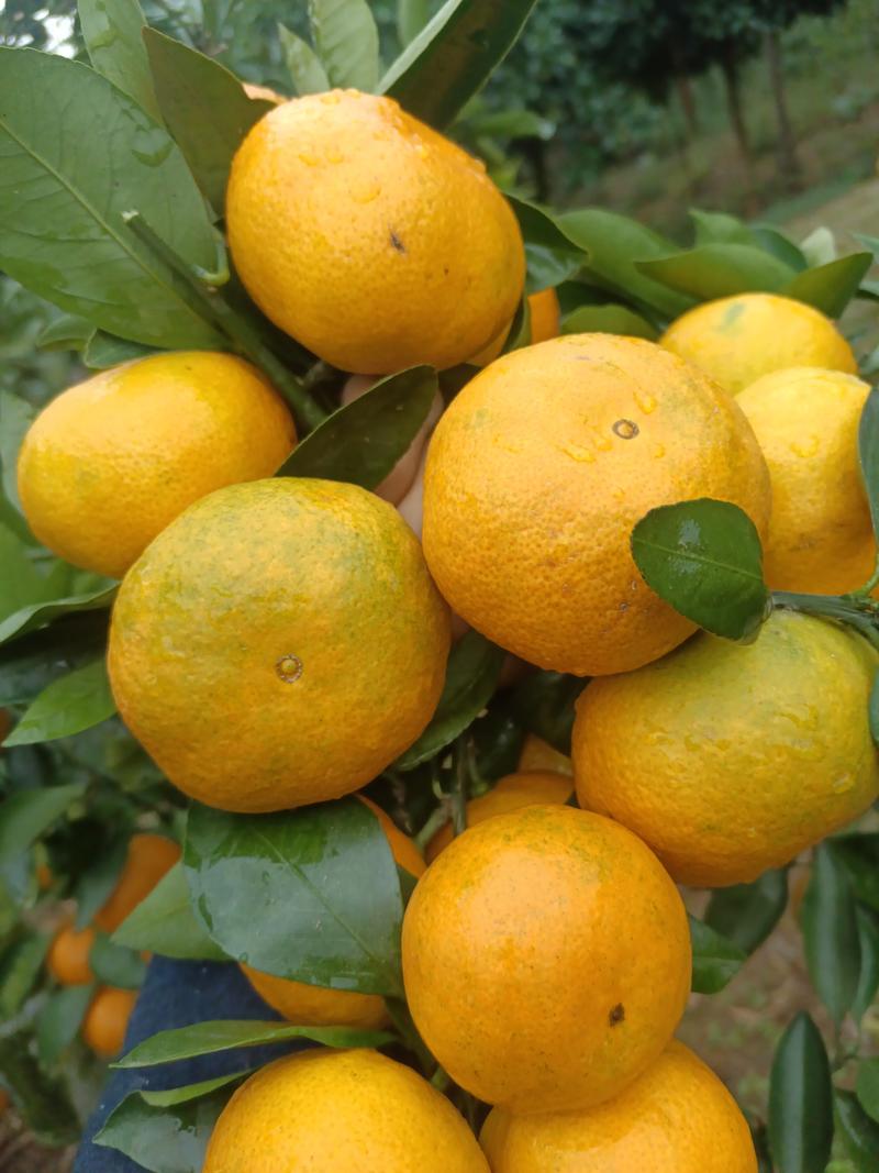 湖南优质柑橘，皮薄肉厚大量供应，种植基地可视频看货！