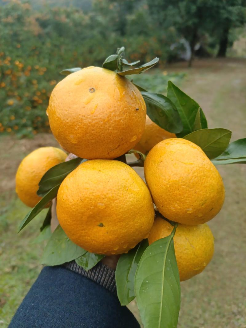 湖南优质柑橘，皮薄肉厚大量供应，种植基地可视频看货！