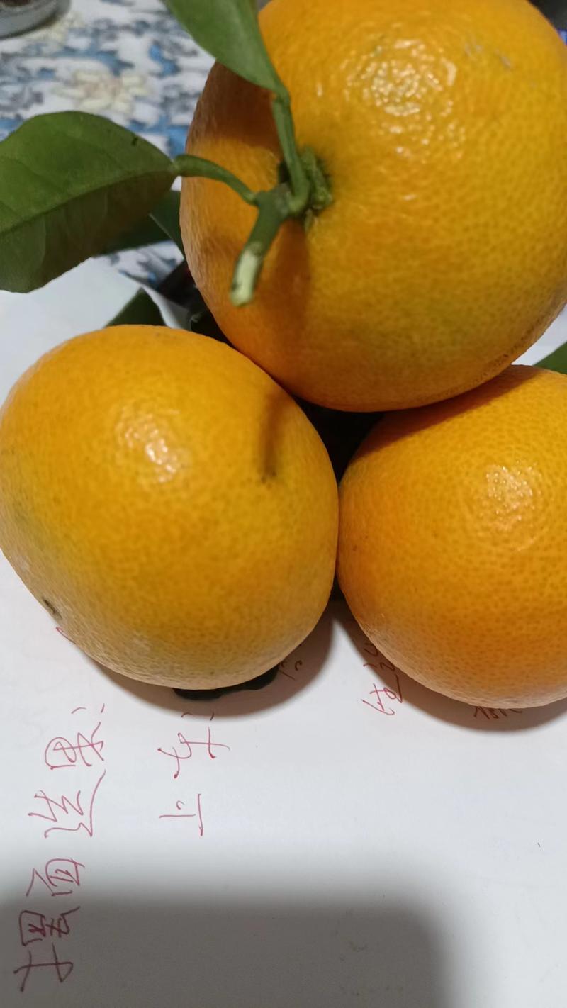 澧县优质荷尔脐橙，果面干净肉质嫩滑，大量供应可视频看货
