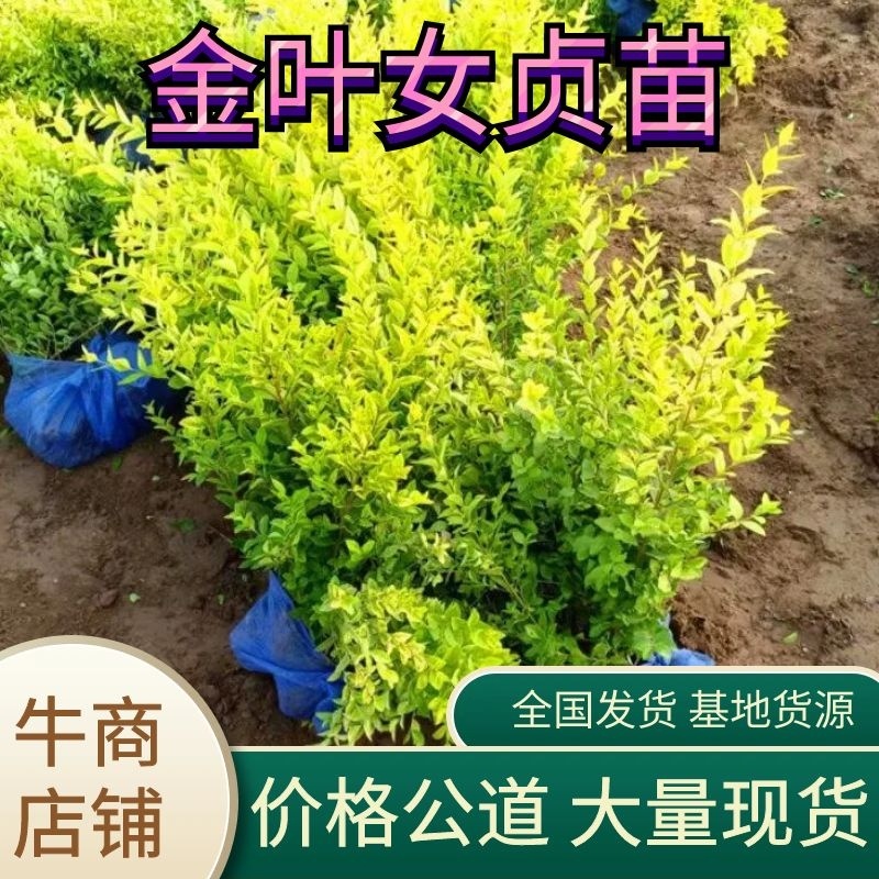 金叶女贞苗基地大量上市了价格优惠一手货源质量保证