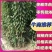 蜂糖李苗贵州蜂糖李苗根系发达成活率高可零售批发全国发货