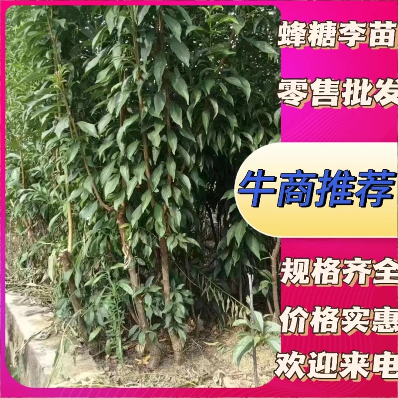 蜂糖李苗贵州蜂糖李苗根系发达成活率高可零售批发全国发货