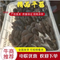 精品鲜平菇黑平菇基地直发品质保证量大从优欢迎