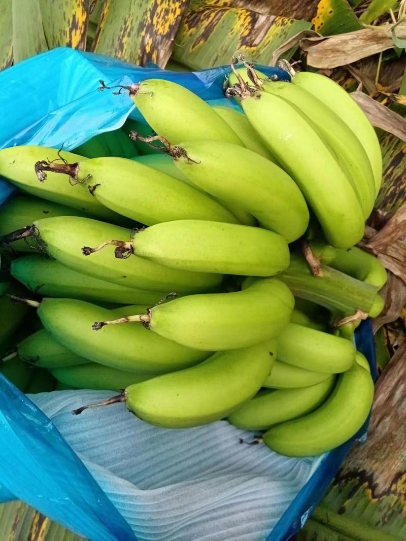 【精选】云浮郁南香蕉芭蕉口感甜糯产地直发品质保证