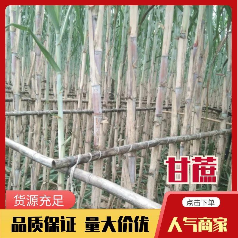 四川精品青皮甘蔗质量好，节长脆甜汁多一手货源，量大从优