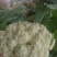 安徽青梗白面花菜，大量上市，欢迎洽谈进店采购，货到付款