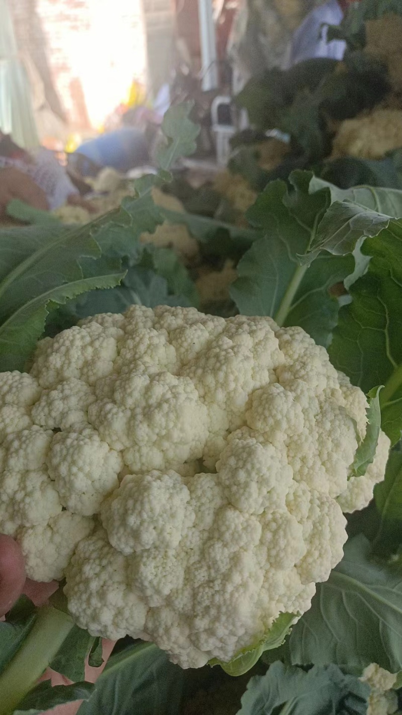 安徽青梗白面花菜，大量上市，欢迎洽谈进店采购，货到付款