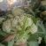 安徽青梗白面花菜，大量上市，欢迎洽谈进店采购，货到付款
