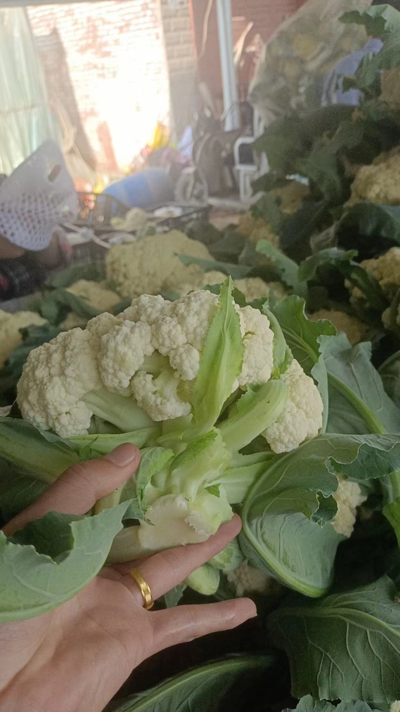 安徽青梗白面花菜，大量上市，欢迎洽谈进店采购，货到付款