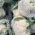 安徽青梗白面花菜，大量上市，欢迎洽谈进店采购，货到付款
