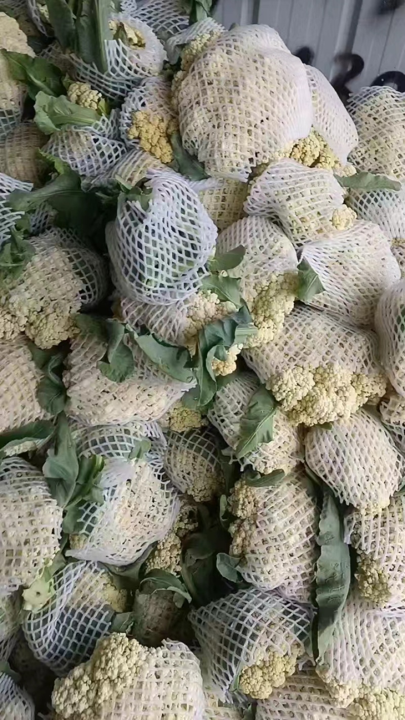 安徽青梗白面花菜，大量上市，欢迎洽谈进店采购，货到付款