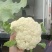 安徽青梗白面花菜，大量上市，欢迎洽谈进店采购，货到付款