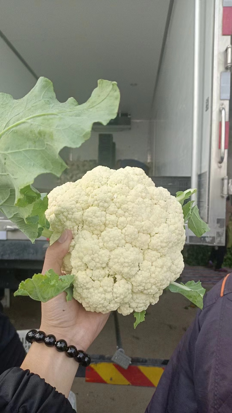 安徽青梗白面花菜，大量上市，欢迎洽谈进店采购，货到付款