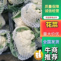 安徽青梗白面花菜，大量上市，欢迎洽谈进店采购，货到付款