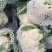 安徽青梗白面花菜，大量上市，欢迎洽谈进店采购，货到付款