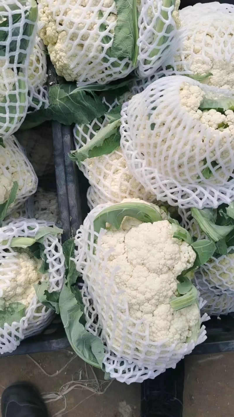安徽青梗白面花菜，大量上市，欢迎洽谈进店采购，货到付款