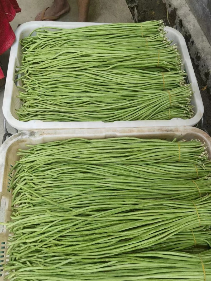 精品长豆角产地直发货源充足可视频看货品质保障