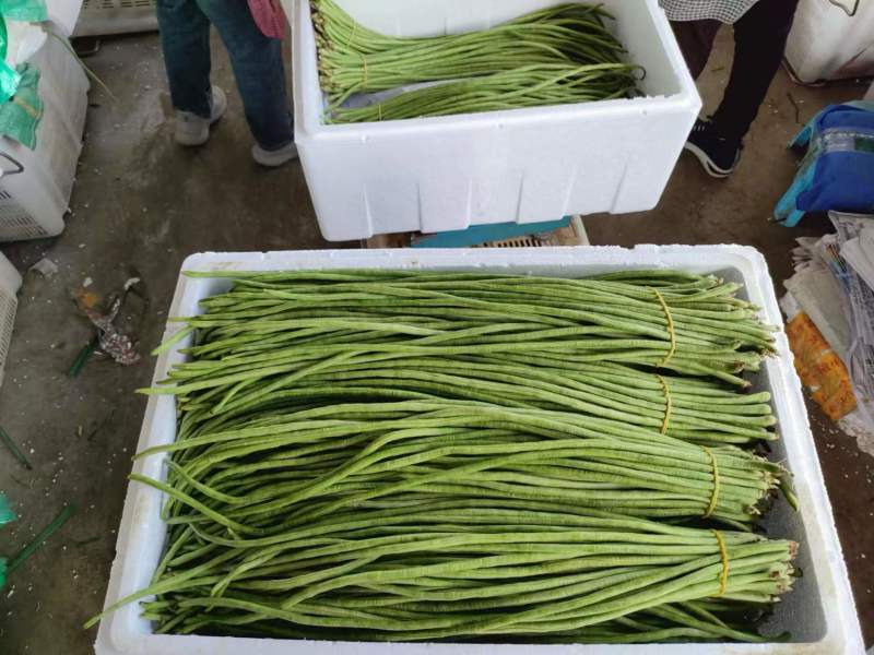 精品长豆角产地直发货源充足可视频看货品质保障