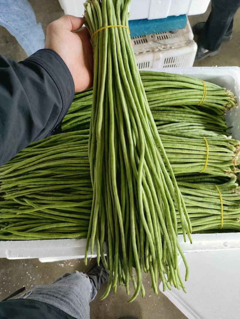 精品长豆角产地直发货源充足可视频看货品质保障