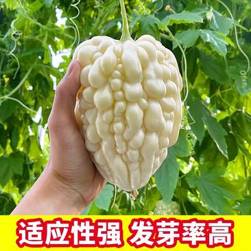 台湾苹果苦瓜种子，白苦瓜种子，生吃不苦，味甘甜，挂果多