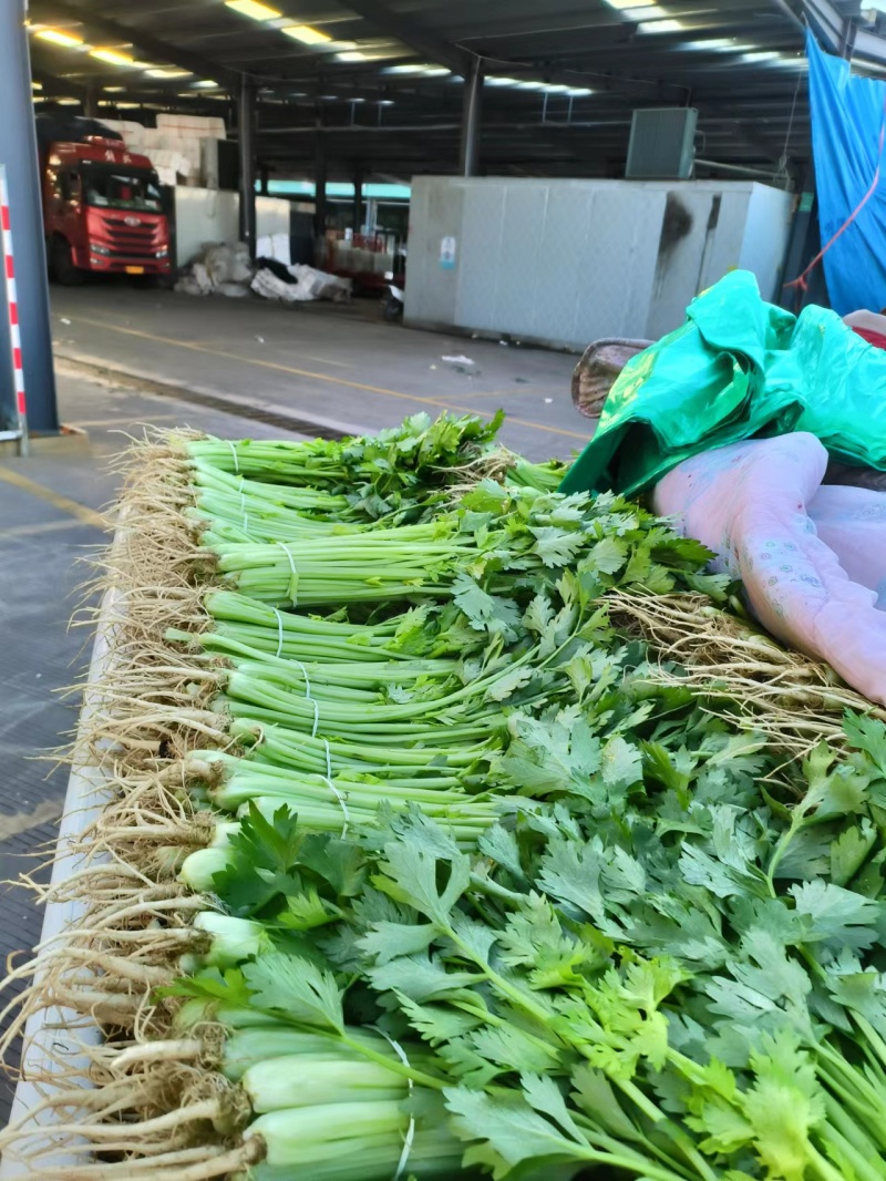 药芹产地直销质量保障量大从优对接全国欢迎订购