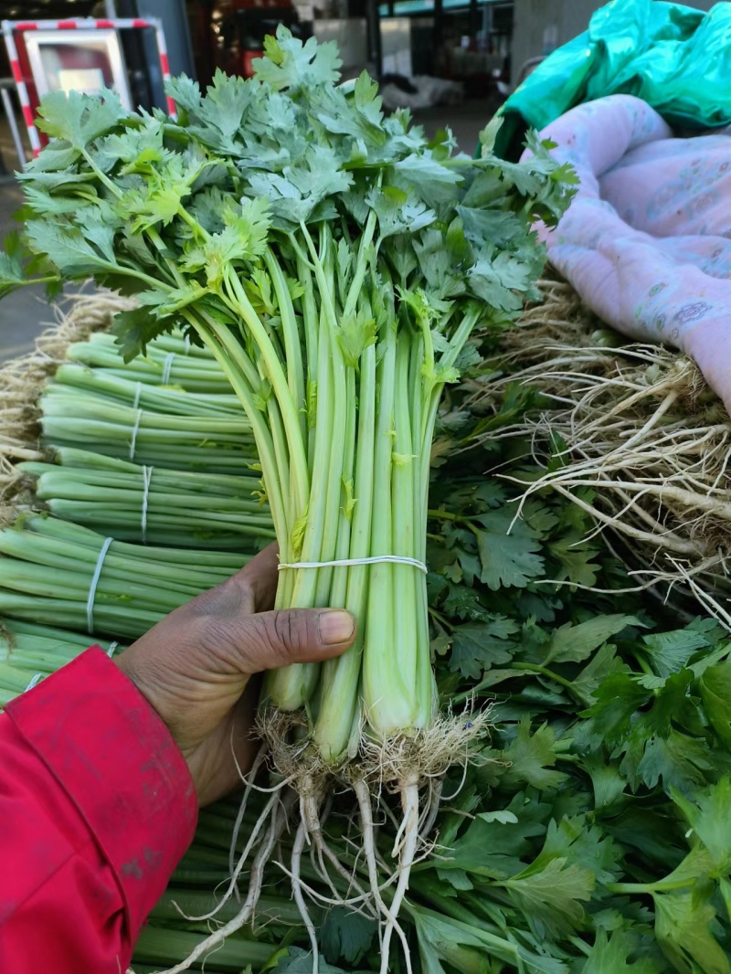 药芹产地直销质量保障量大从优对接全国欢迎订购