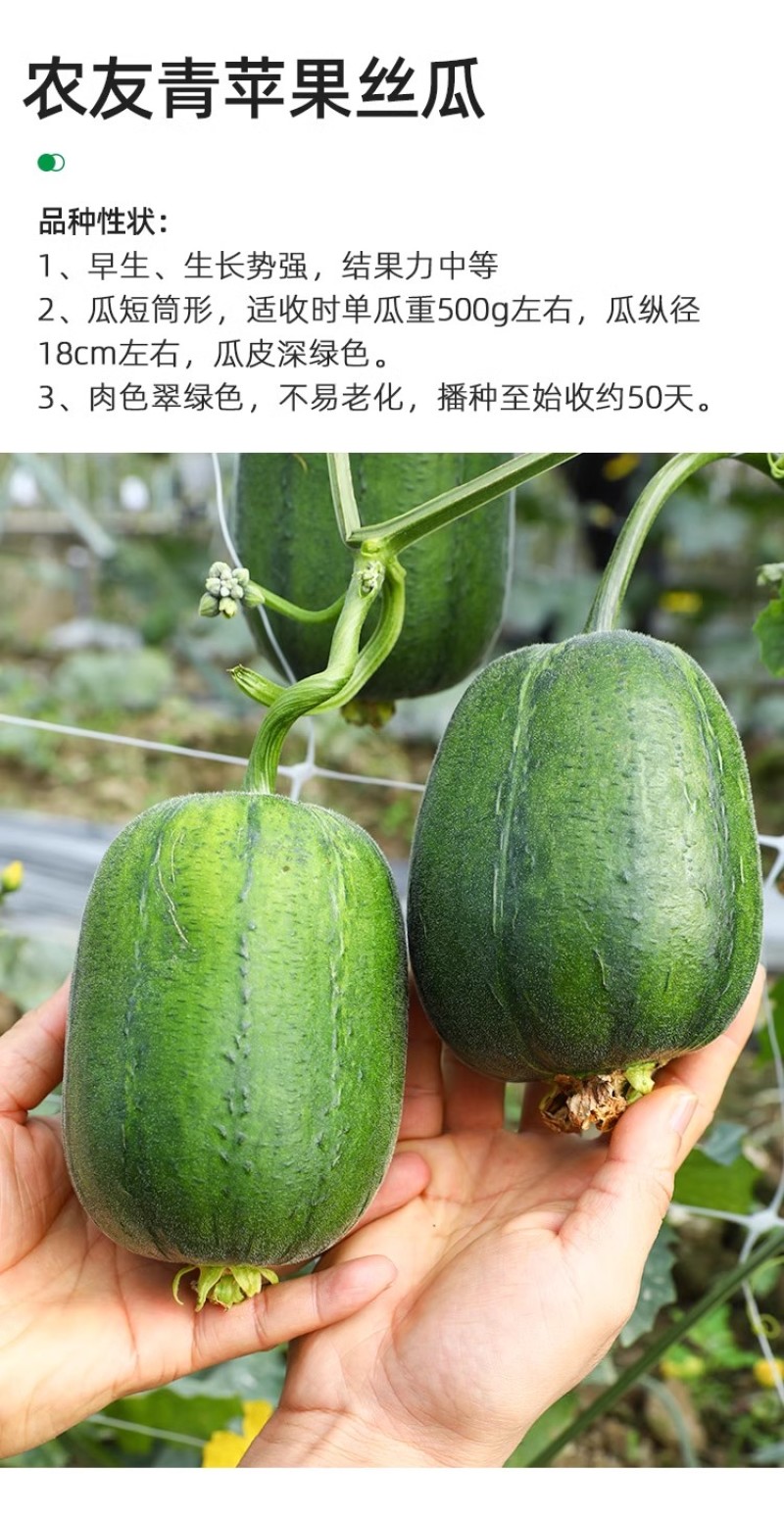台湾农友苹果丝瓜种子瓜型匀称肉质细嫩口感清甜