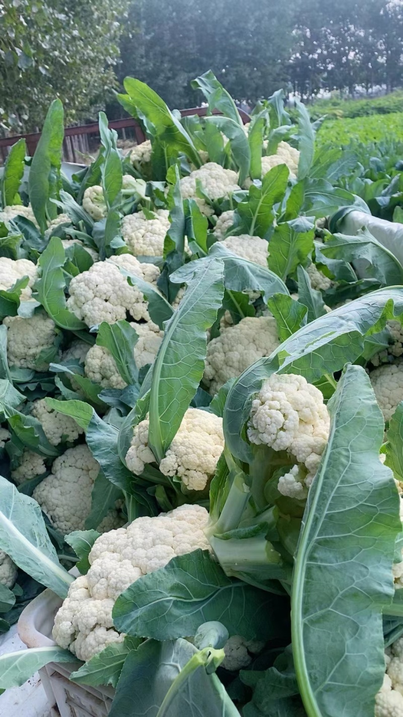 四川松花菜，菜花大量上市产地直发一手货源，对接商超