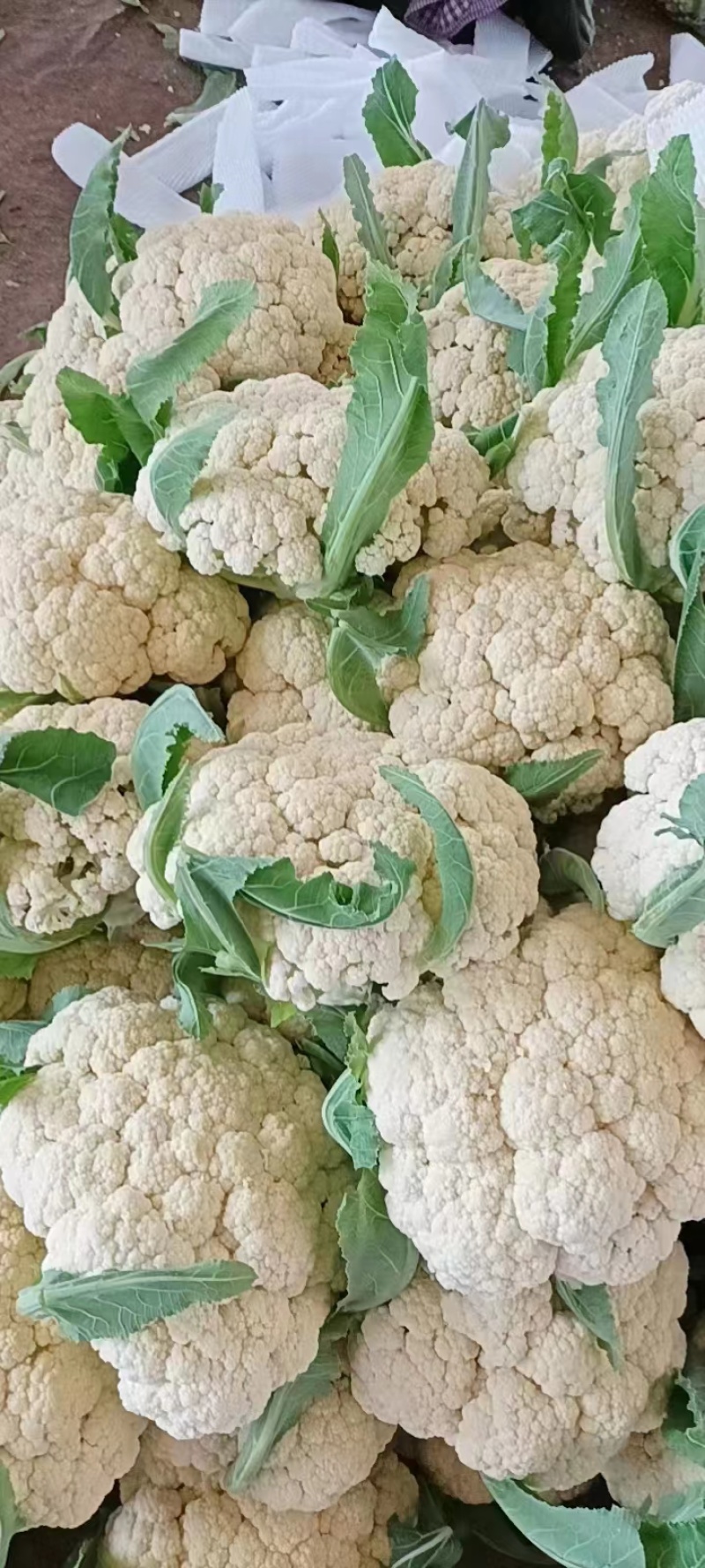 四川松花菜，菜花大量上市产地直发一手货源，对接商超