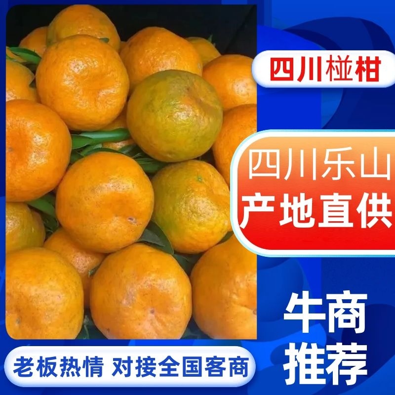 四川椪柑大量上市万亩基地现摘现发量大价低全国批发