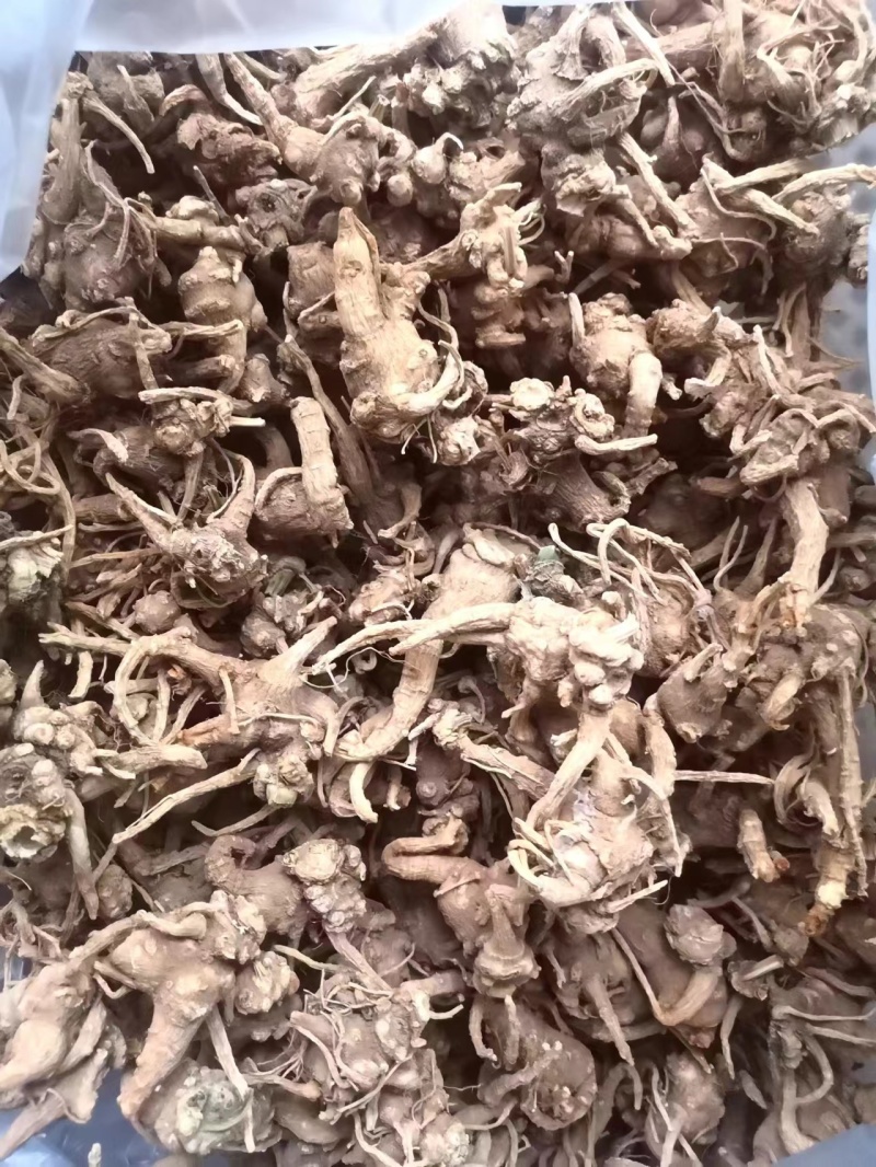 四川竹节参成品干货鲜货原产直发量大从优保质保量欢迎联系