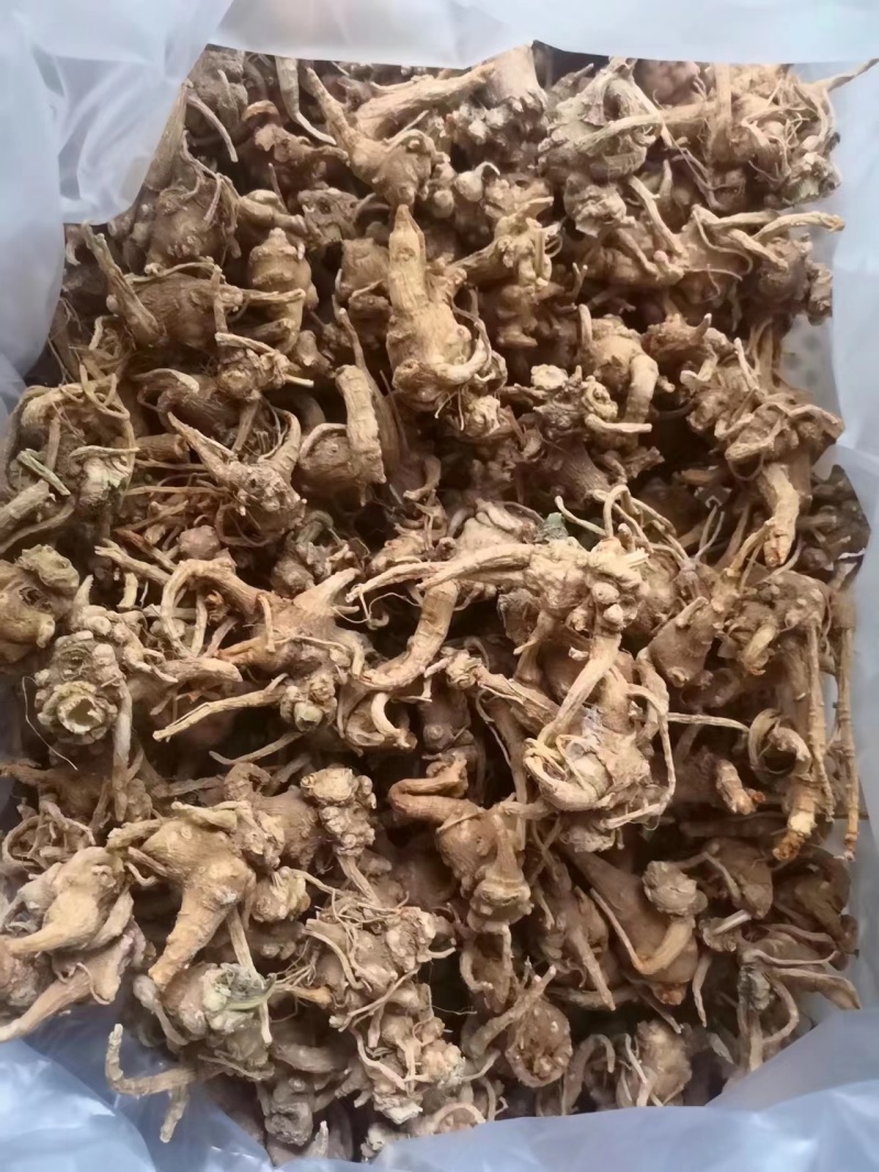 四川竹节参成品干货鲜货原产直发量大从优保质保量欢迎联系