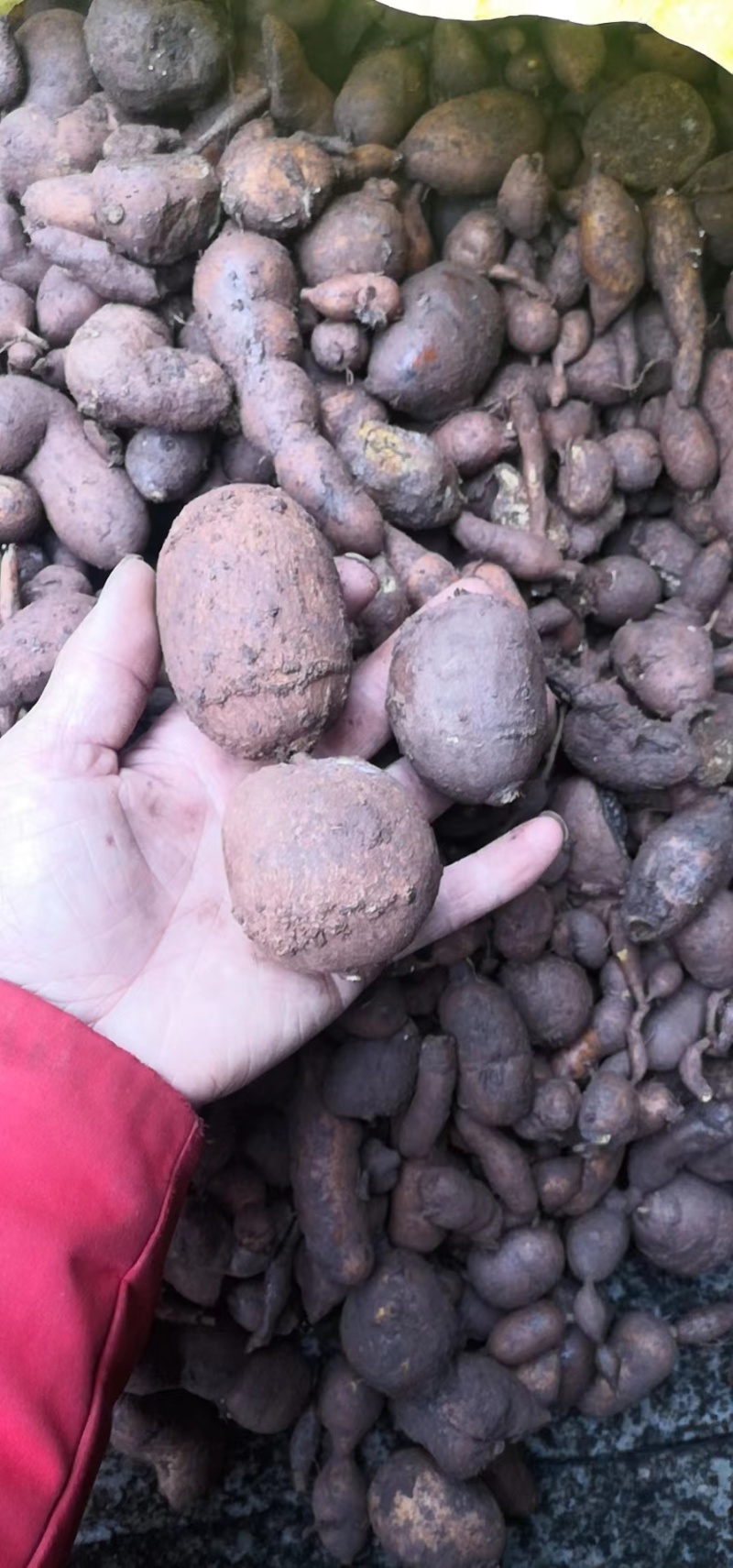 乐山金果榄种植基地直发货源充足质量保证地苦胆中药材