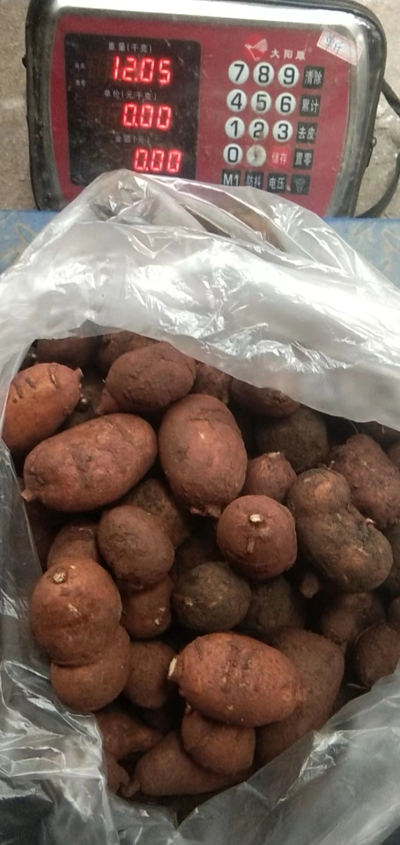 乐山金果榄种植基地直发货源充足质量保证地苦胆中药材