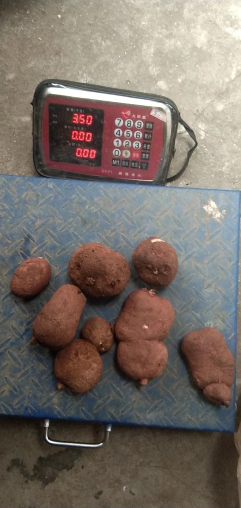 乐山金果榄种植基地直发货源充足质量保证地苦胆中药材