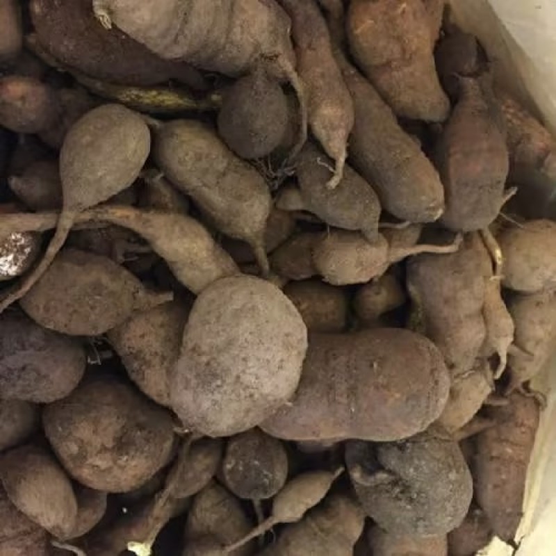 乐山金果榄种植基地直发货源充足质量保证地苦胆中药材