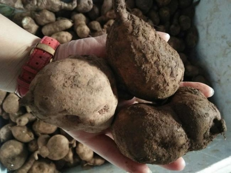 乐山金果榄种植基地直发货源充足质量保证地苦胆中药材