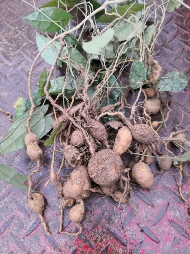 乐山金果榄种植基地直发货源充足质量保证地苦胆中药材
