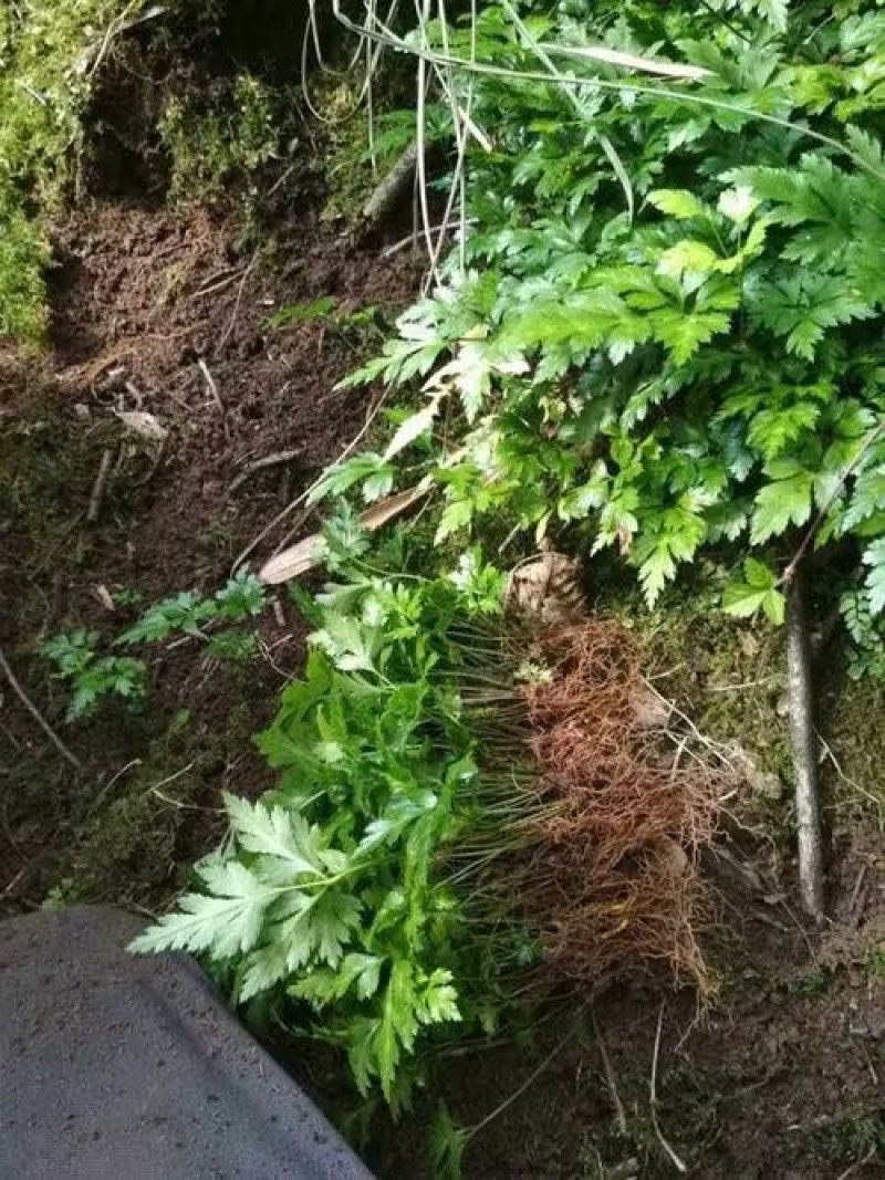 四川鸡爪黄莲中药材鸡爪黄连统货选货齐全无硫无添加