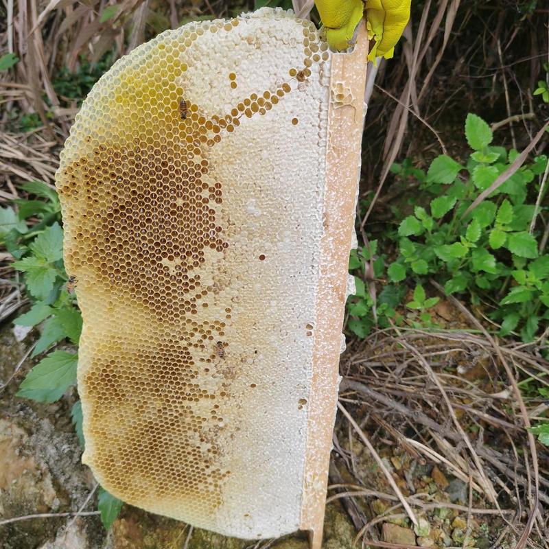 【蜂蜜】贵州土蜂蜜纯正原浆无添加品质纯正产地直发