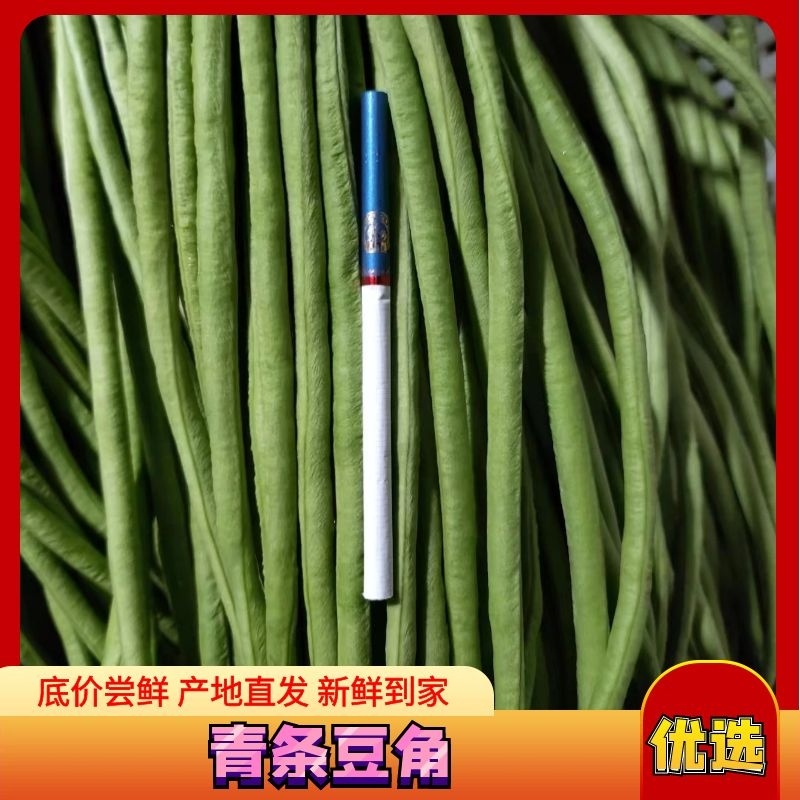精品长豆角产地直发货源充足可视频看货品质保障