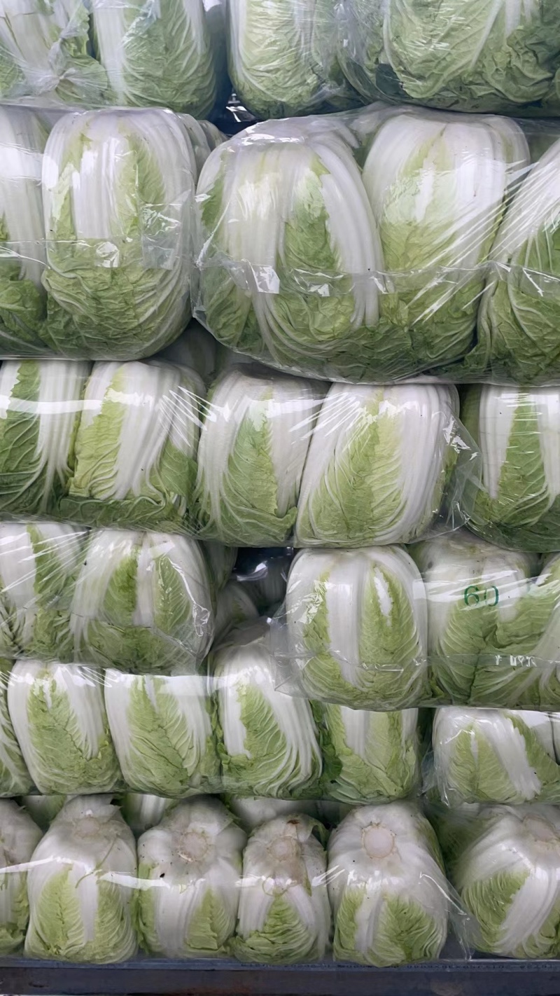【大白菜】江苏黄心白菜一手货源大量上市全国发货