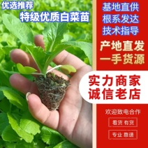 精品白菜苗，厂家直供，基质育苗，无病虫害，现苗直发。