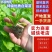 精品白菜苗，厂家直供，基质育苗，无病虫害，现苗直发。