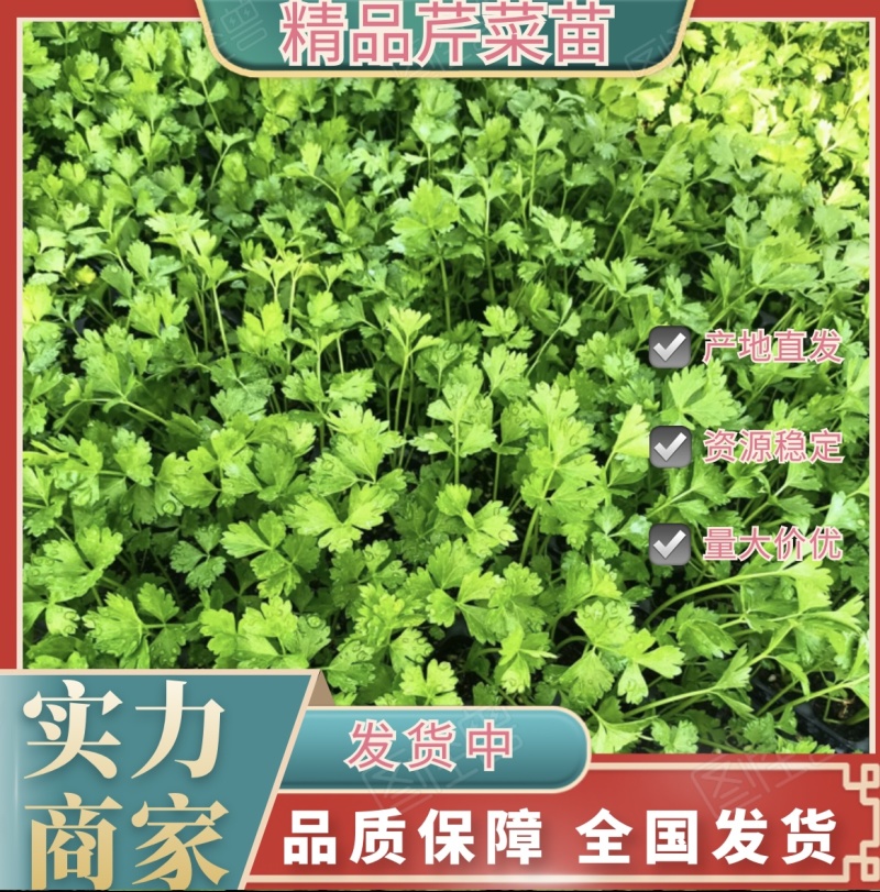 精品法国皇后芹菜苗，一手货源，品质保障，货源稳定，易管理