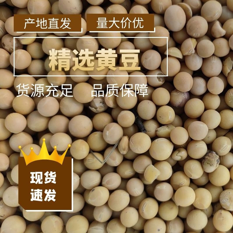 [精选]供货电商高蛋白大豆，黑龙江虎林，一手货源价格实惠