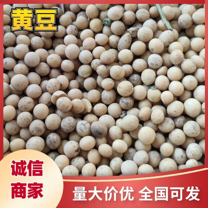 [精选]供货电商高蛋白大豆，黑龙江虎林，一手货源价格实惠