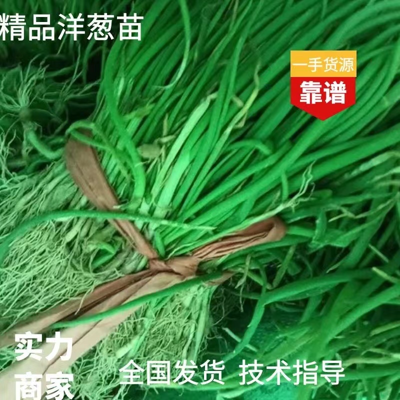 正宗半高庄二红洋葱苗，一手货源，品质有保障，价格不高